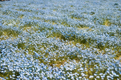 青いお花の絨毯
