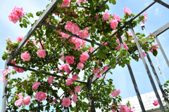 中之島バラ園 (6)