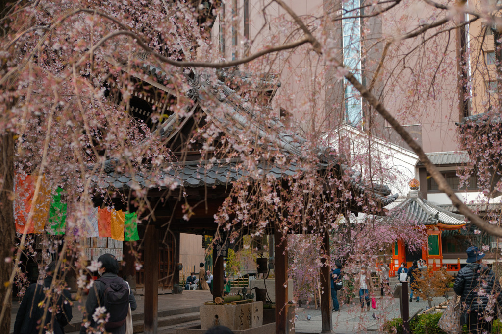 六角堂の枝垂桜（１）