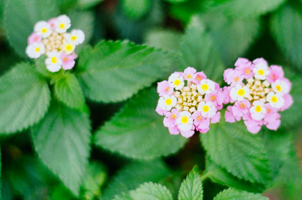 ランタナ、3つ