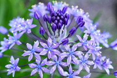 マンションの花ーシラー・ペルビアナ