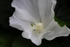花粉が。。。