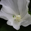 花粉が。。。