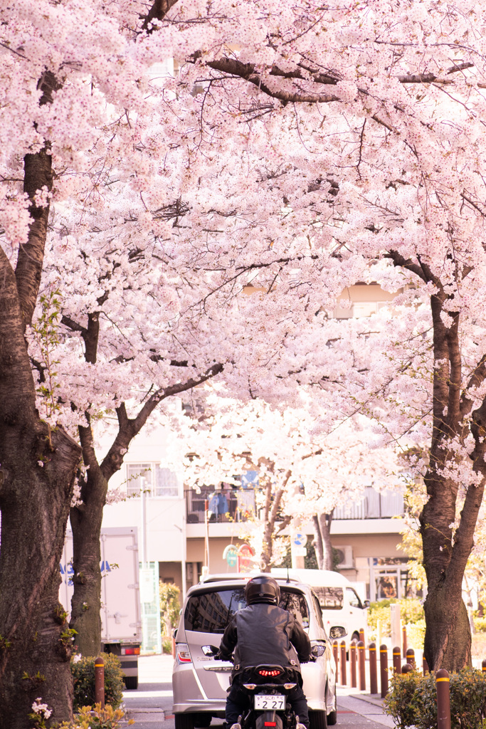 20200404_桜並木の通り抜け（１）