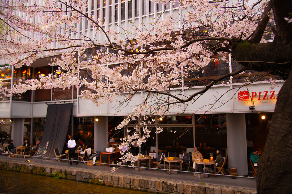 桜を愛でながらピッツアでも