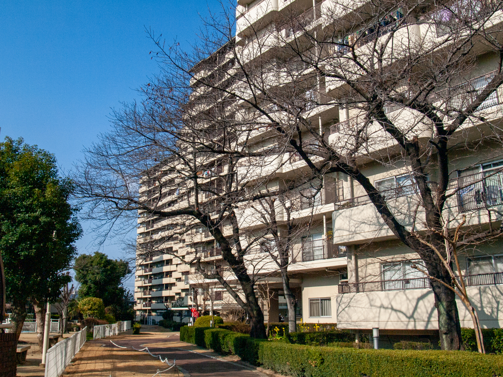 春を待つ桜木