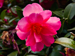 綺麗に咲きました