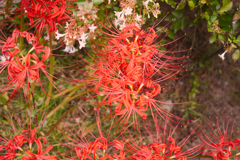 彼岸花（4）