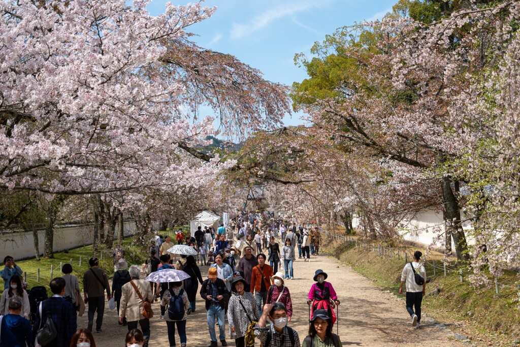 桜の馬場