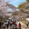 桜の馬場