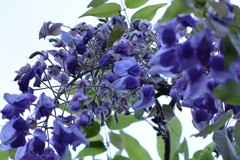 マンションの花ー藤棚を下から