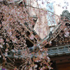 六角堂の枝垂桜（２）