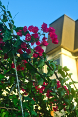 ブーゲンビリアの垣根