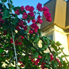 ブーゲンビリアの垣根