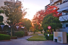 夕陽にキラキラ