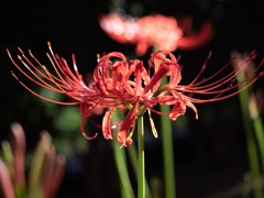 彼岸花　一輪
