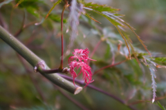 一部だけの紅葉