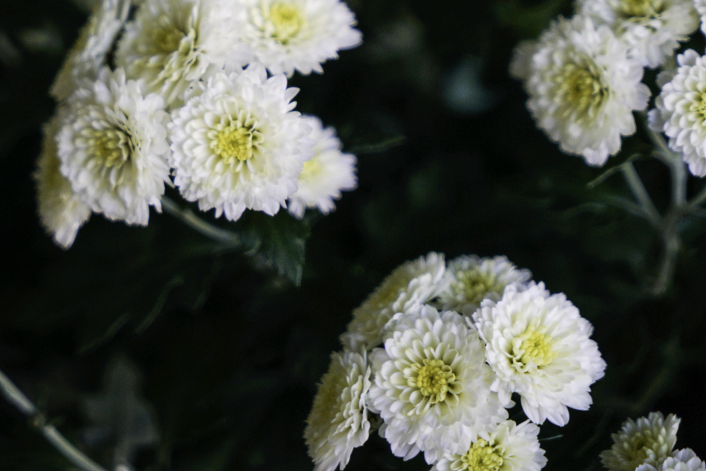 白い小菊　かわいいね。