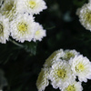 白い小菊　かわいいね。