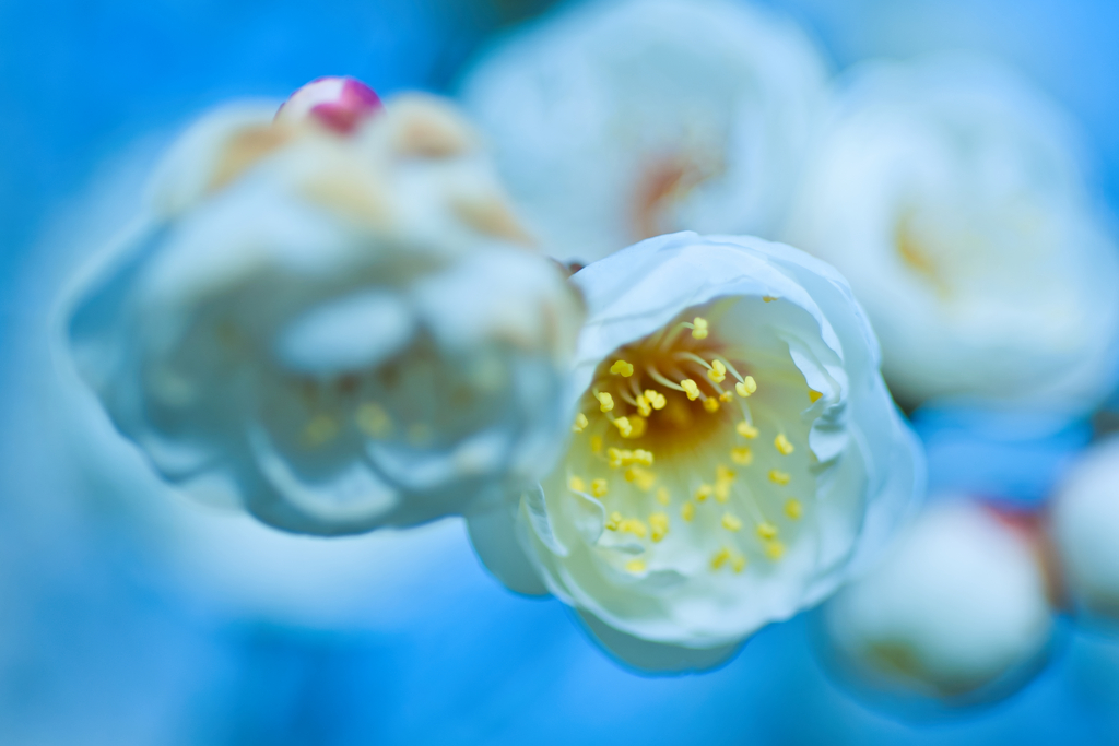 ちっちゃいね。。。