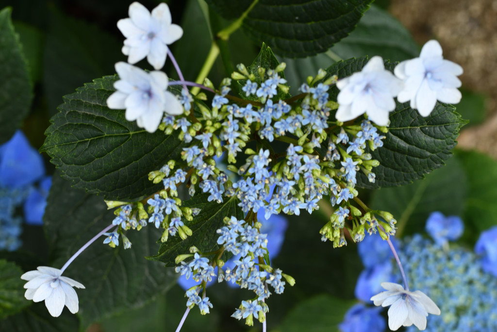 白い紫陽花