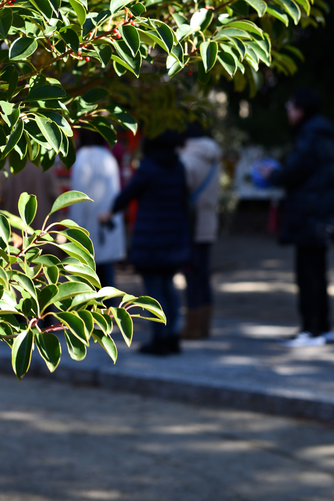 初詣　南天の実が。。。