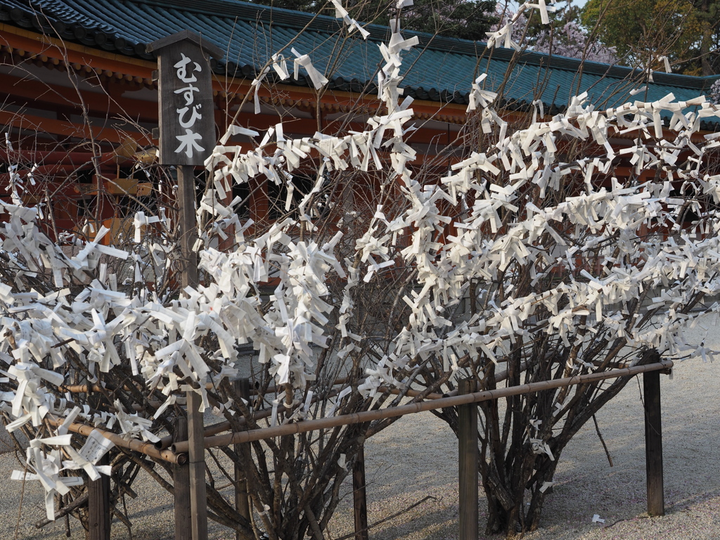 何を願う。。。むすび木