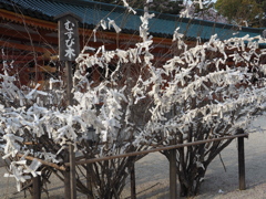 何を願う。。。むすび木