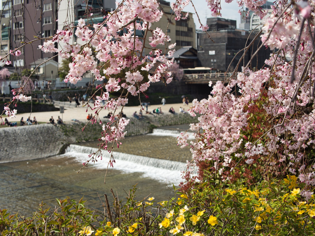 加茂川遠景。