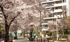 マンションの桜並木（１）