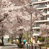 マンションの桜並木（１）