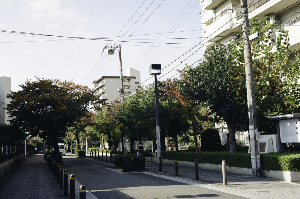 街路樹、光と影