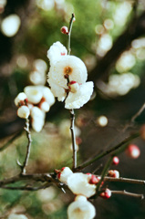 きれいに咲いた