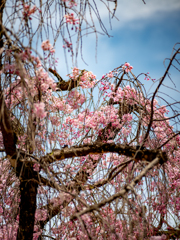 醍醐寺　三宝院　枝垂桜（３）