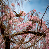 醍醐寺　三宝院　枝垂桜（３）