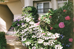 裏庭の紫陽花たち