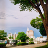 生い茂ってきたね