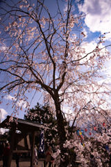 門にたたずむ桜の木