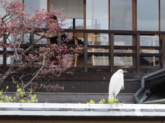 祇園白川03_サギも花見