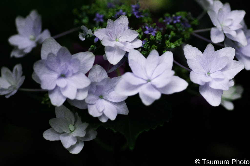 白い花。。。紫陽花