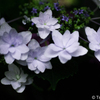 白い花。。。紫陽花