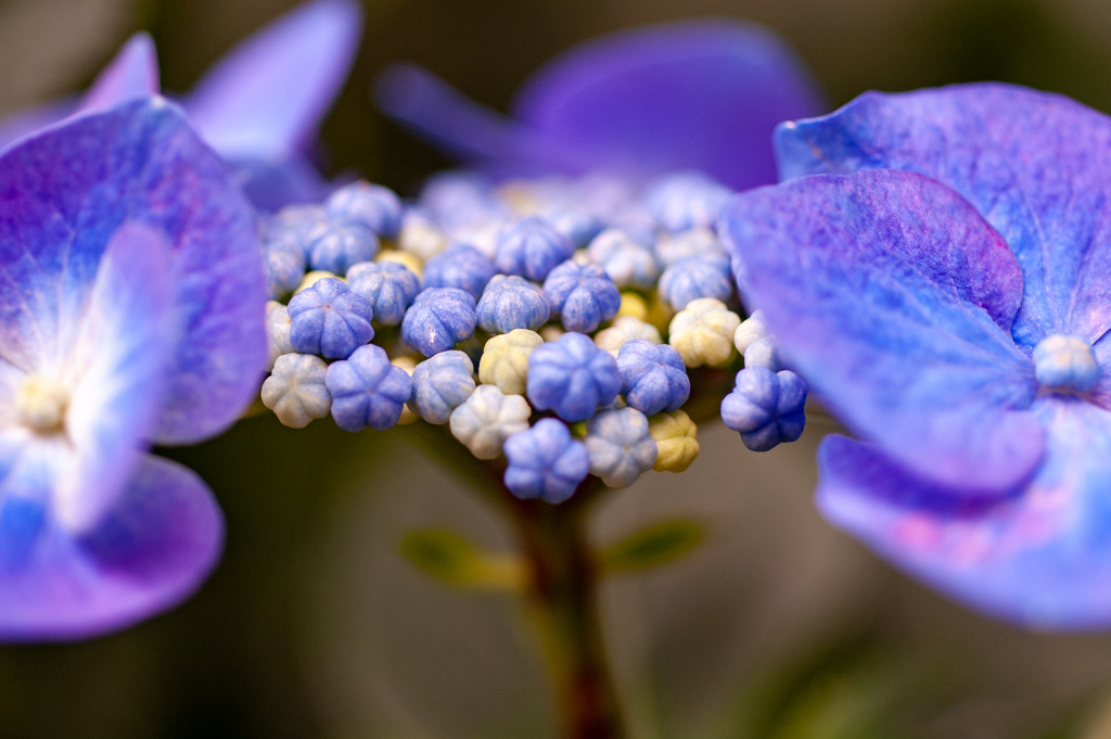 花弁の間からこんにちわ