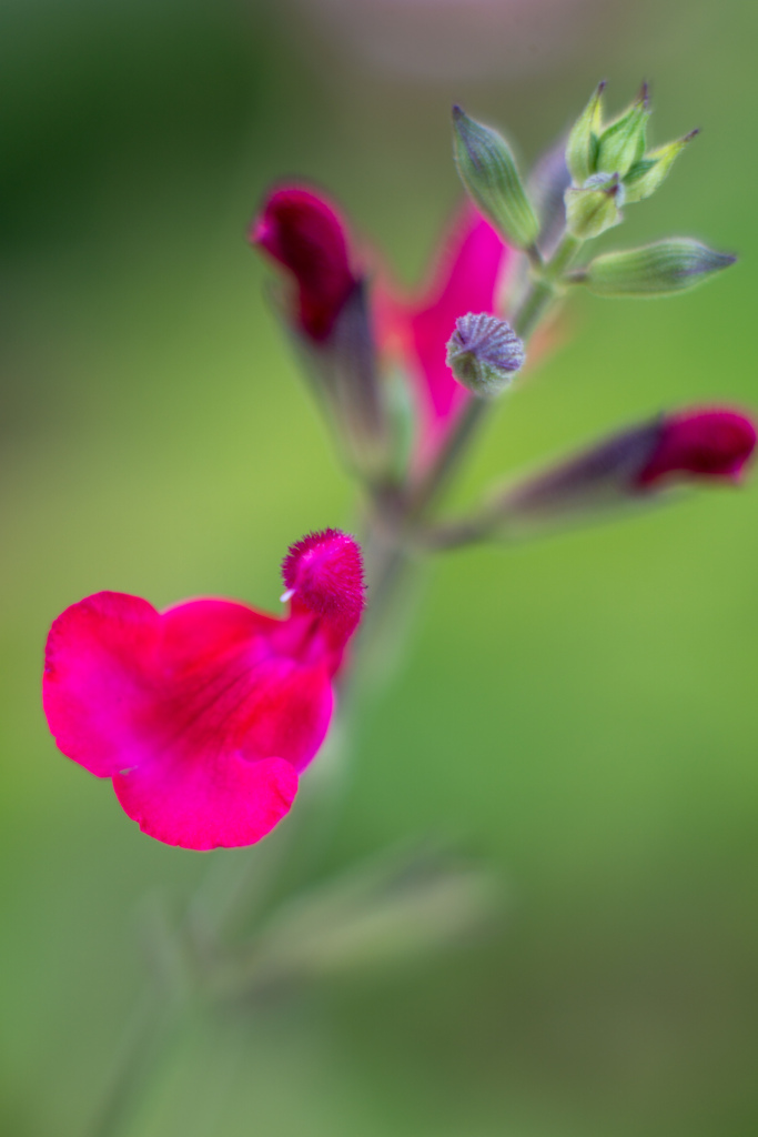 これは何の花。。。