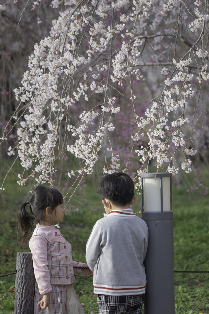 桜下でなにを思っているの。。。未来。。。