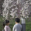 桜下でなにを思っているの。。。未来。。。
