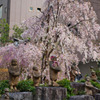 六角堂　十六羅漢と枝垂れ桜（２）