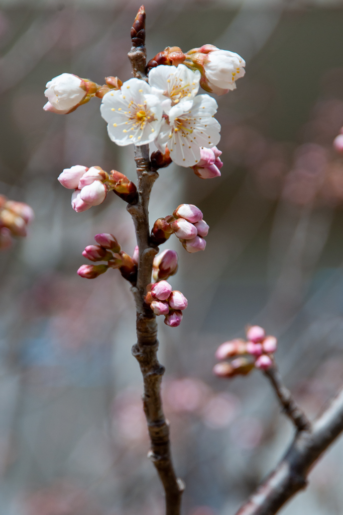 蕾が開いた