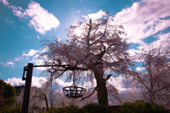 雨上がりの桜