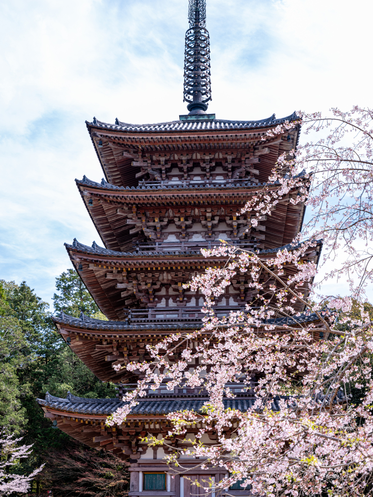 逆光の五重塔と桜