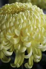 大輪の菊　見事なり